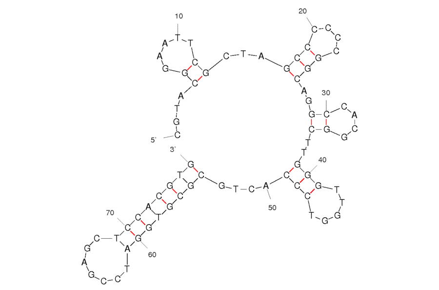 Secondary Structure - Anti-Tetracycline Aptamer (Biotin) (A320848) - Antibodies.com