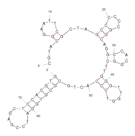 Secondary Structure - Anti-Tetracycline Aptamer (Biotin) (A320848) - Antibodies.com