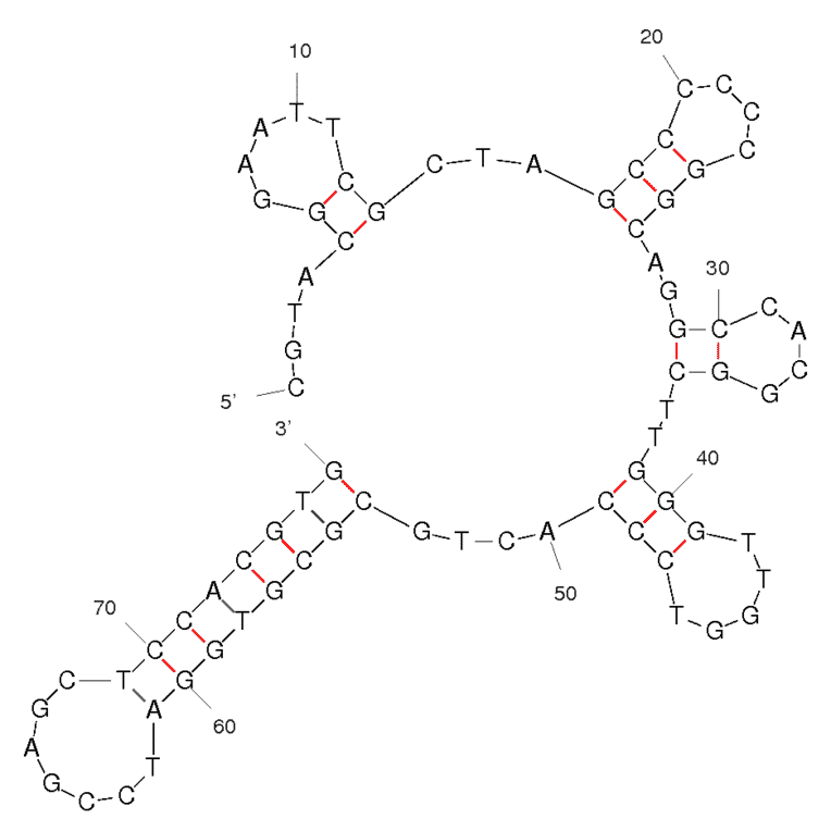 Secondary Structure - Anti-Tetracycline Aptamer (Biotin) (A320848) - Antibodies.com