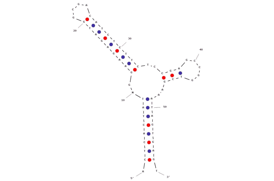 Secondary Structure - Anti-Lead II Aptamer (Biotin) (A320849) - Antibodies.com