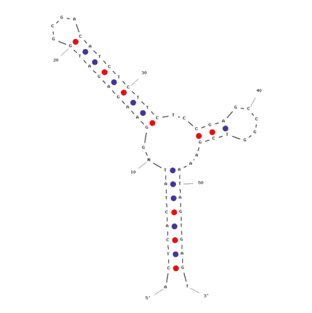Secondary Structure - Anti-Lead II Aptamer (Biotin) (A320849) - Antibodies.com