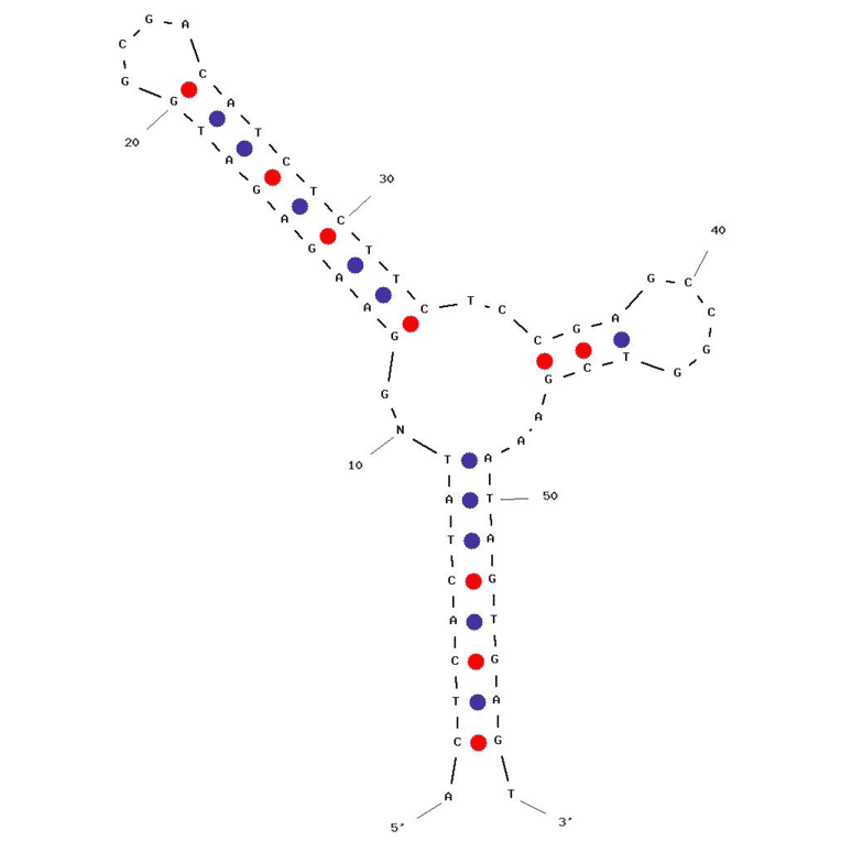 Secondary Structure - Anti-Lead II Aptamer (Biotin) (A320849) - Antibodies.com