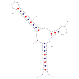 Secondary Structure - Anti-Lead II Aptamer (Biotin) (A320849) - Antibodies.com