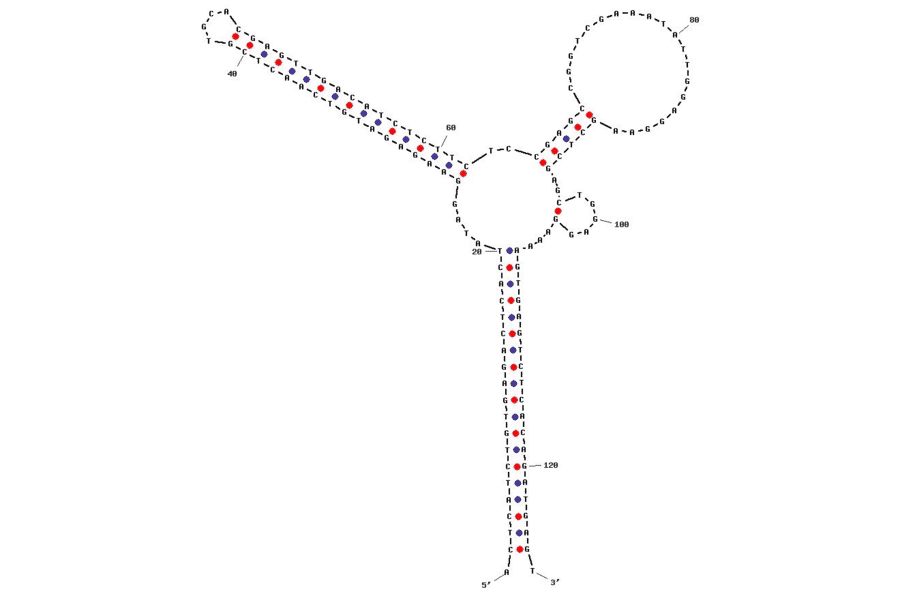 Secondary Structure - Anti-ATP Aptamer (Biotin) (A320850) - Antibodies.com