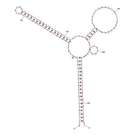 Secondary Structure - Anti-ATP Aptamer (Biotin) (A320850) - Antibodies.com