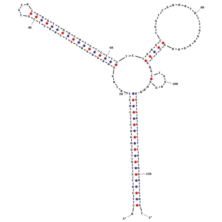 Secondary Structure - Anti-ATP Aptamer (Biotin) (A320850) - Antibodies.com