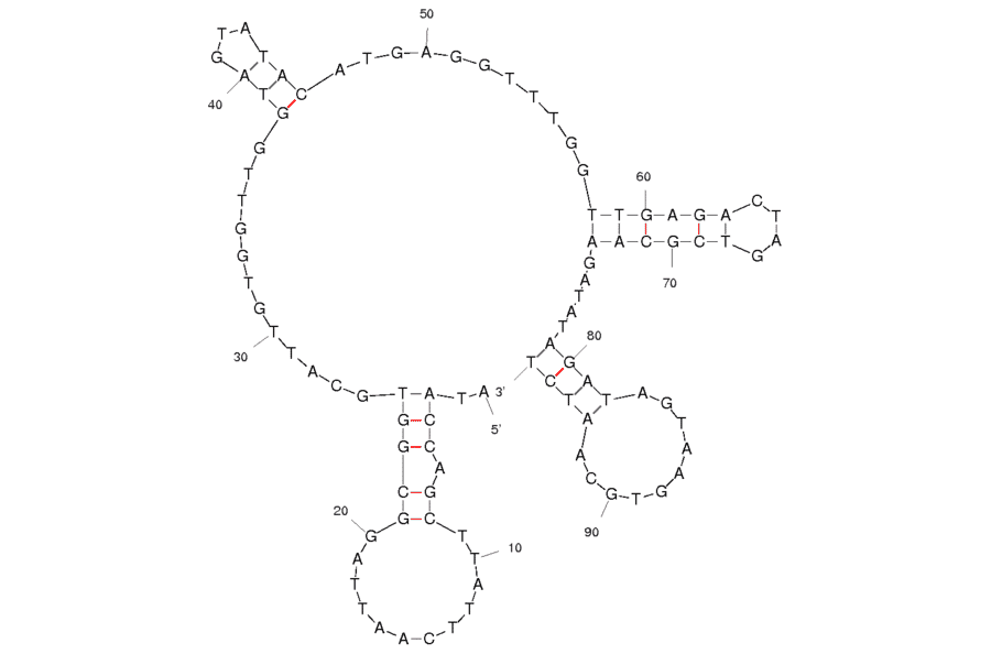 Secondary Structure - Anti-YPEN-1 Endothelial Cells Aptamer (Biotin) (A320851) - Antibodies.com