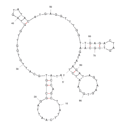Secondary Structure - Anti-YPEN-1 Endothelial Cells Aptamer (Biotin) (A320851) - Antibodies.com