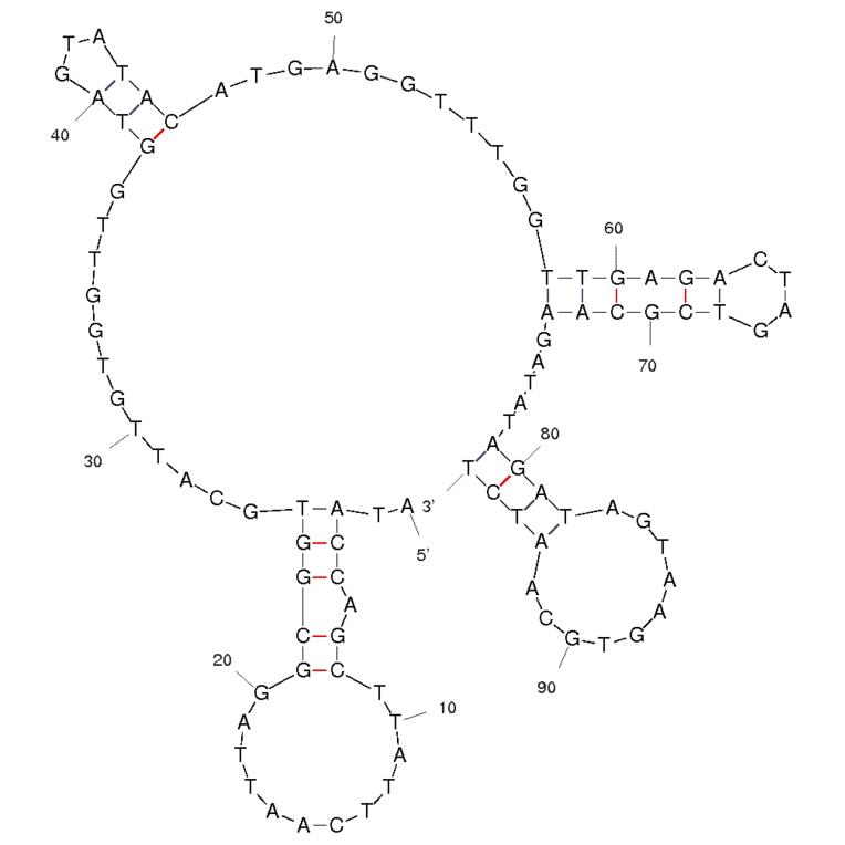 Secondary Structure - Anti-YPEN-1 Endothelial Cells Aptamer (Biotin) (A320851) - Antibodies.com