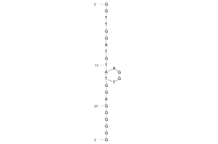 Secondary Structure - Anti-PC12 Cells Aptamer [Aptamer 17a] (Biotin) (A320853) - Antibodies.com