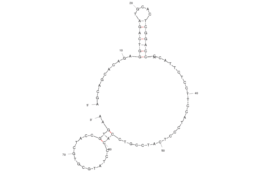 Secondary Structure - Anti-Polychlorinated Biphenyl 72 Aptamer [Aptamer 9.3] (Biotin) (A320854) - Antibodies.com