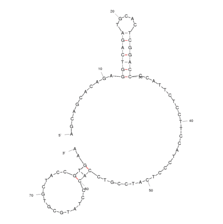 Secondary Structure - Anti-Polychlorinated Biphenyl 72 Aptamer [Aptamer 9.3] (Biotin) (A320854) - Antibodies.com