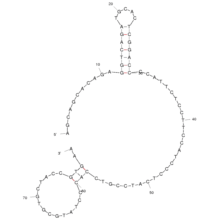 Secondary Structure - Anti-Polychlorinated Biphenyl 72 Aptamer [Aptamer 9.3] (Biotin) (A320854) - Antibodies.com