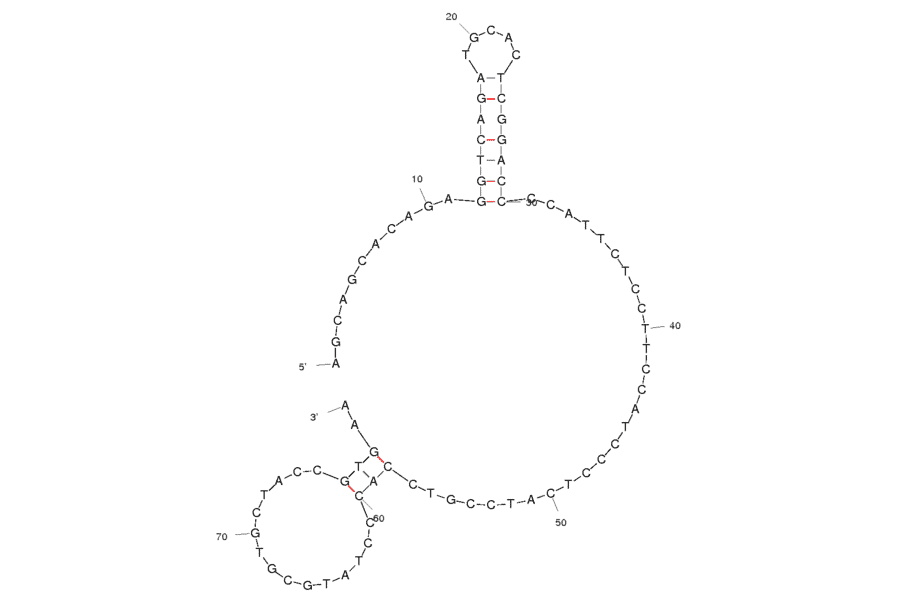 Secondary Structure - Anti-Polychlorinated Biphenyl 106 Aptamer [Aptamer 9.3] (Biotin) (A320855) - Antibodies.com