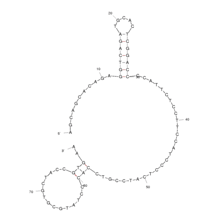 Secondary Structure - Anti-Polychlorinated Biphenyl 106 Aptamer [Aptamer 9.3] (Biotin) (A320855) - Antibodies.com