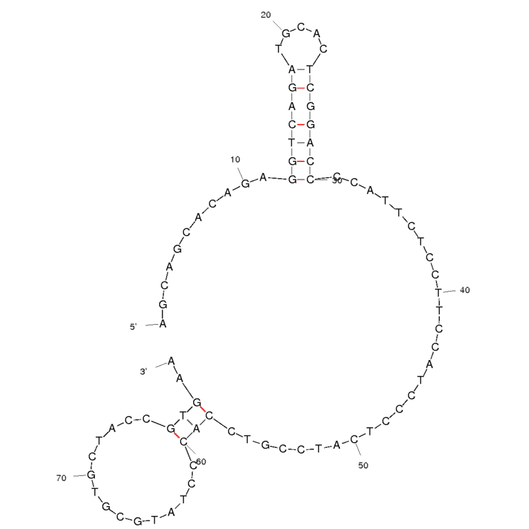 Secondary Structure - Anti-Polychlorinated Biphenyl 106 Aptamer [Aptamer 9.3] (Biotin) (A320855) - Antibodies.com