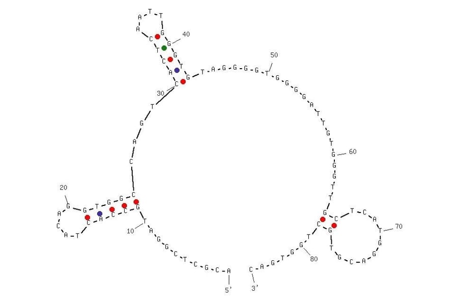 Secondary Structure - Anti-Non-Small Cell Lung Cancer Aptamer [S6] (Biotin) (A320856) - Antibodies.com