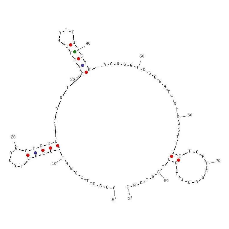 Secondary Structure - Anti-Non-Small Cell Lung Cancer Aptamer [S6] (Biotin) (A320856) - Antibodies.com