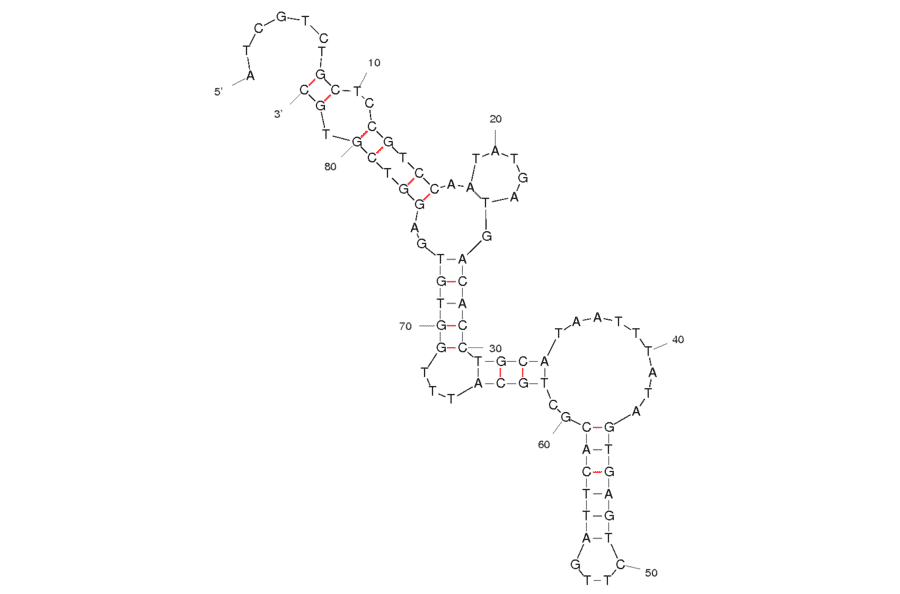 Secondary Structure - Anti-Vaccinia Virus Infected A549 Cells Aptamer [TV08] (Biotin) (A320857) - Antibodies.com
