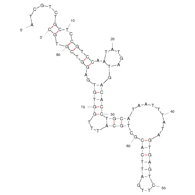 Secondary Structure - Anti-Vaccinia Virus Infected A549 Cells Aptamer [TV08] (Biotin) (A320857) - Antibodies.com