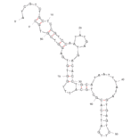 Secondary Structure - Anti-Vaccinia Virus Infected A549 Cells Aptamer [TV08] (Biotin) (A320857) - Antibodies.com
