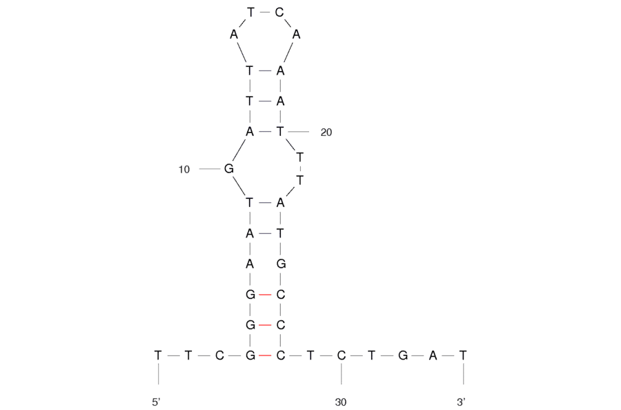 Secondary Structure - Anti-MPT64 Aptamer [M64CA] (Biotin) (A320861) - Antibodies.com