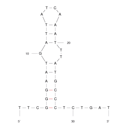 Secondary Structure - Anti-MPT64 Aptamer [M64CA] (Biotin) (A320861) - Antibodies.com