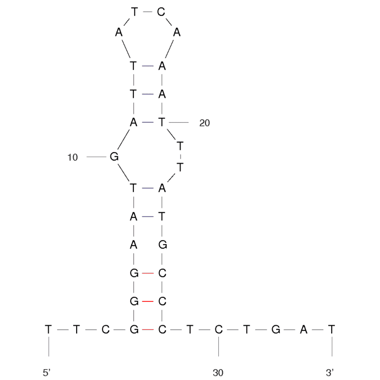 Secondary Structure - Anti-MPT64 Aptamer [M64CA] (Biotin) (A320861) - Antibodies.com
