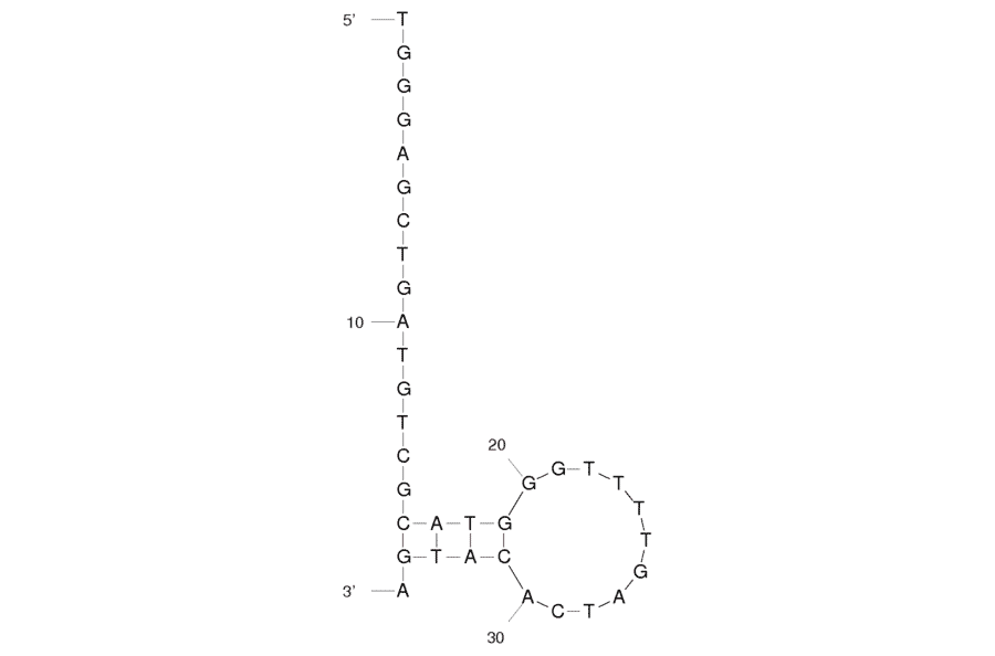 Secondary Structure - Anti-MPT64 Aptamer [M64RA] (Biotin) (A320862) - Antibodies.com