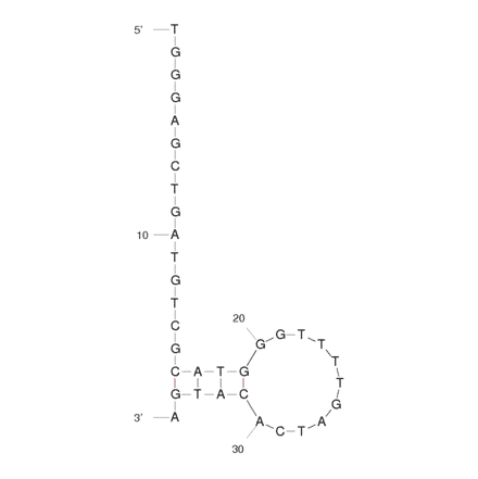 Secondary Structure - Anti-MPT64 Aptamer [M64RA] (Biotin) (A320862) - Antibodies.com