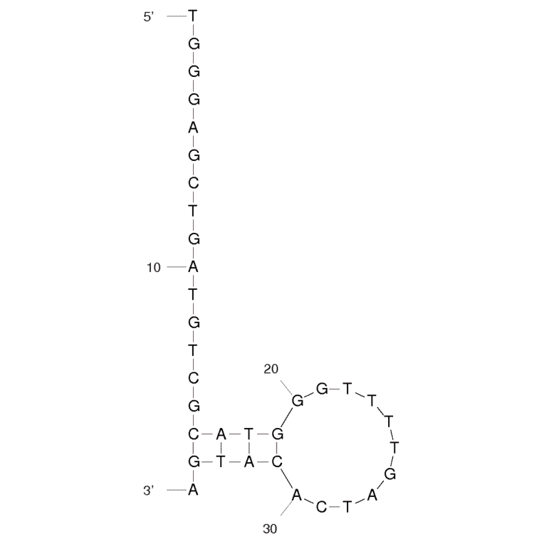 Secondary Structure - Anti-MPT64 Aptamer [M64RA] (Biotin) (A320862) - Antibodies.com
