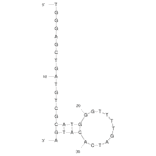 Secondary Structure - Anti-MPT64 Aptamer [M64RA] (Biotin) (A320862) - Antibodies.com