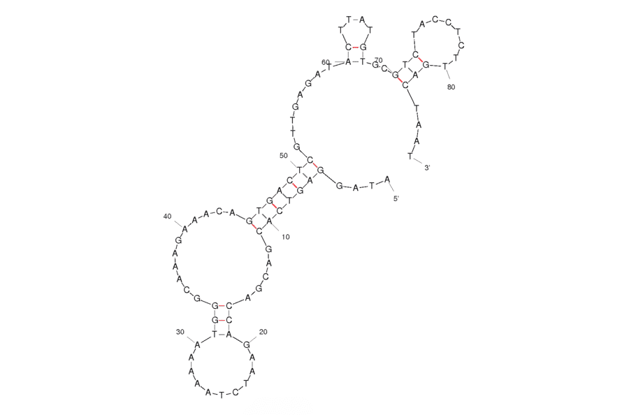 Secondary Structure - Anti-Vibrio parahaemolyticus Aptamer [A3P] (Biotin) (A320863) - Antibodies.com