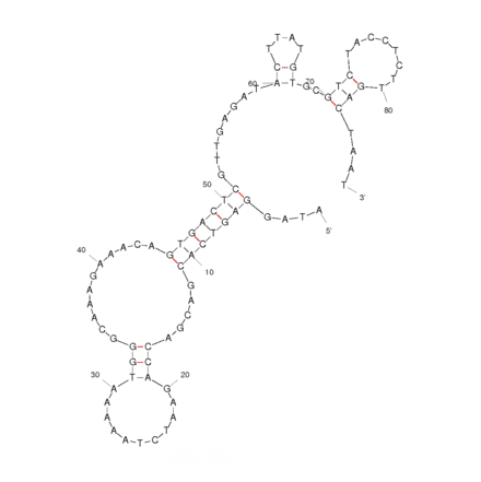 Secondary Structure - Anti-Vibrio parahaemolyticus Aptamer [A3P] (Biotin) (A320863) - Antibodies.com