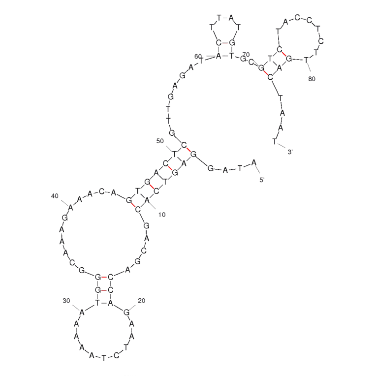 Secondary Structure - Anti-Vibrio parahaemolyticus Aptamer [A3P] (Biotin) (A320863) - Antibodies.com