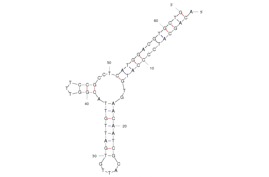 Secondary Structure - Anti-LH86 Hepatocellular Carcinoma Cells Aptamer [TLS11a] (Biotin) (A320864) - Antibodies.com