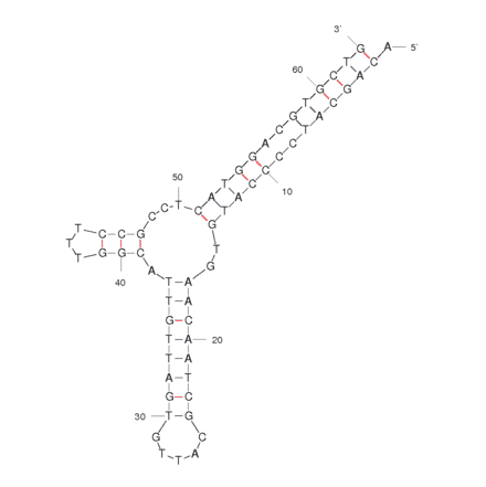 Secondary Structure - Anti-LH86 Hepatocellular Carcinoma Cells Aptamer [TLS11a] (Biotin) (A320864) - Antibodies.com
