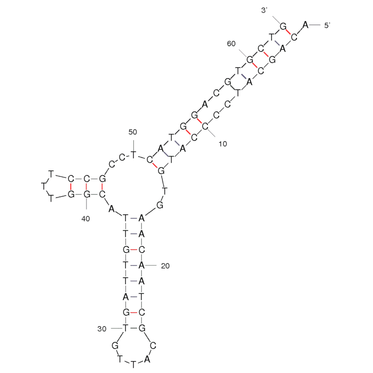 Secondary Structure - Anti-LH86 Hepatocellular Carcinoma Cells Aptamer [TLS11a] (Biotin) (A320864) - Antibodies.com