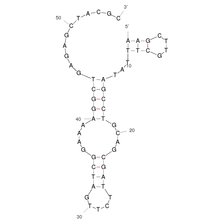 Secondary Structure - Anti-Omethoate Aptamer [SS2-55] (Biotin) (A320869) - Antibodies.com