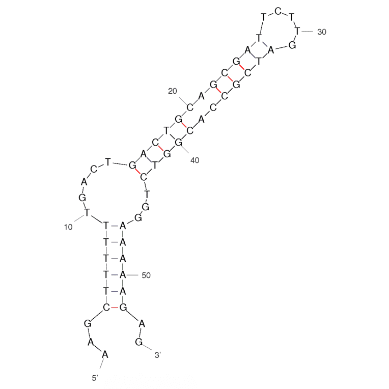 Secondary Structure - Anti-Phorate Aptamer [SS4-54] (Biotin) (A320870) - Antibodies.com