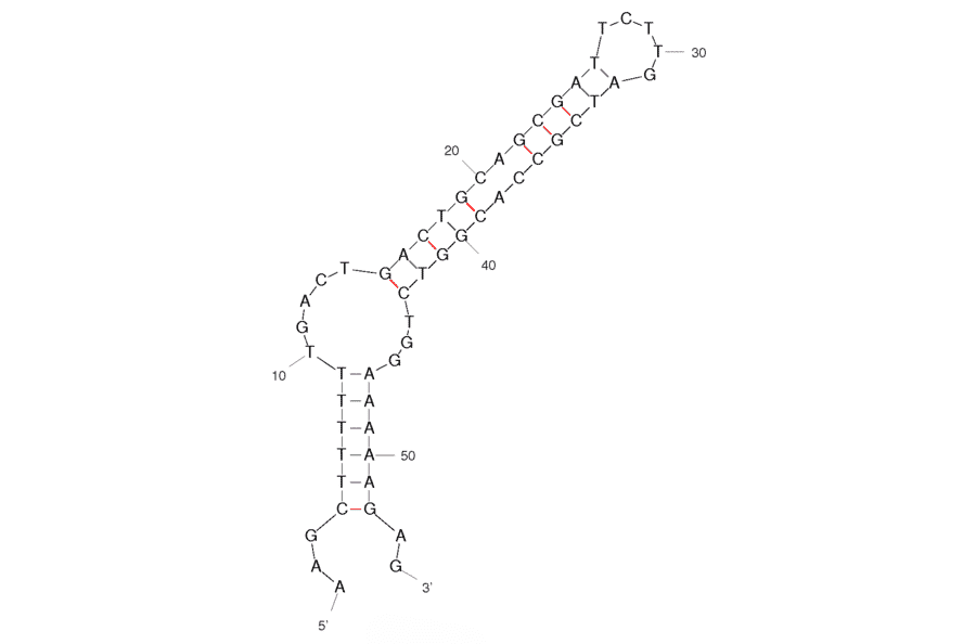 Secondary Structure - Anti-Isocarbophos Aptamer [SS4-54] (Biotin) (A320872) - Antibodies.com