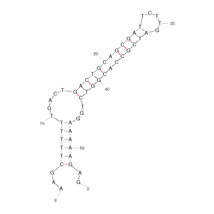 Secondary Structure - Anti-Isocarbophos Aptamer [SS4-54] (Biotin) (A320872) - Antibodies.com