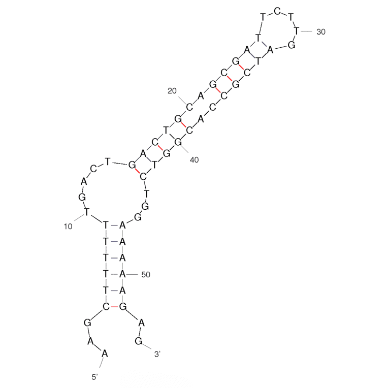Secondary Structure - Anti-Isocarbophos Aptamer [SS4-54] (Biotin) (A320872) - Antibodies.com
