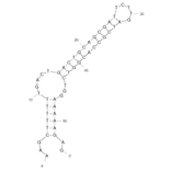 Secondary Structure - Anti-Isocarbophos Aptamer [SS4-54] (Biotin) (A320872) - Antibodies.com