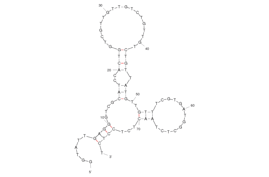 Secondary Structure - Anti-Staphylococcus aureus Enterotoxin B Aptamer [APT SEB1] (Biotin) (A320874) - Antibodies.com
