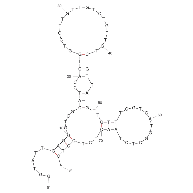 Secondary Structure - Anti-Staphylococcus aureus Enterotoxin B Aptamer [APT SEB1] (Biotin) (A320874) - Antibodies.com