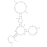 Secondary Structure - Anti-Staphylococcus aureus Enterotoxin B Aptamer [APT SEB1] (Biotin) (A320874) - Antibodies.com