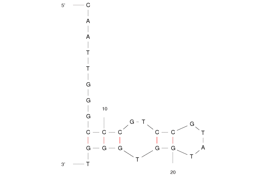 Secondary Structure - Anti-VEGF 165 Aptamer [SL2-B] (Biotin) (A320877) - Antibodies.com