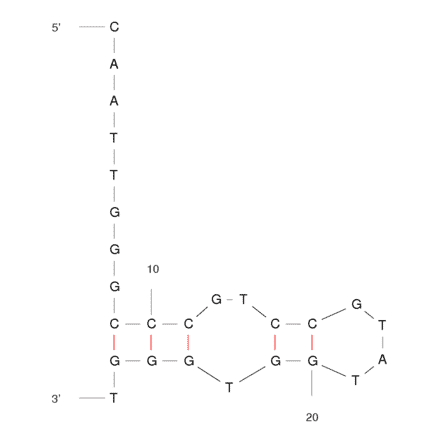 Secondary Structure - Anti-VEGF 165 Aptamer [SL2-B] (Biotin) (A320877) - Antibodies.com