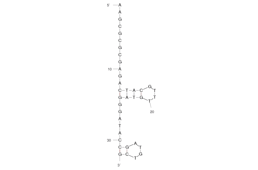 Secondary Structure - Anti-3,3,4,4-tetrachlorobiphenyl Aptamer (Biotin) (A320878) - Antibodies.com